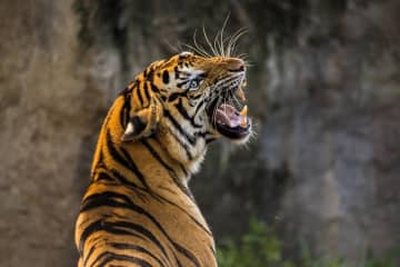 トラが生んだばかりのわが子を食べる、動物園「おなかが空いていたからではない」―中国