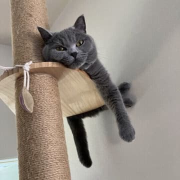 猫の「寂しいよ」サインとは？愛猫に寂しい思いをさせないために