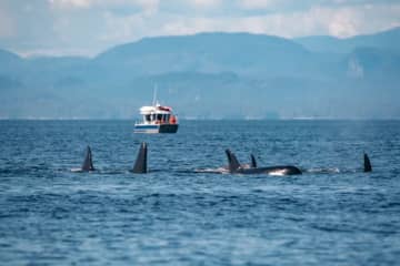 シャチの“執拗な体当たり”、クルーザーが沈没→衝撃映像が公開。スペイン・ポルトガル沿岸で相次ぐ事例
