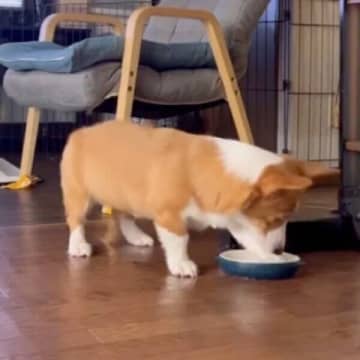 水の入ったボウルを前足でバシャバシャ！豪快な行動に隠された心理とは？獣医師が解説