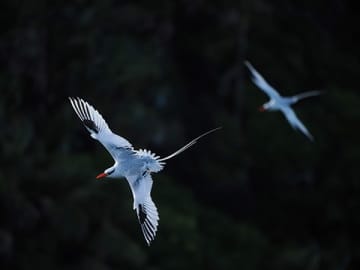 菅原貴徳写真展：Birds carrying the sky ひかりをはこぶ