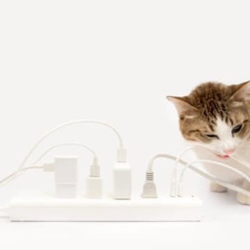 猫との暮らしで起きがちな『予想外の事故』4選　危険を減らすため対策もご紹介