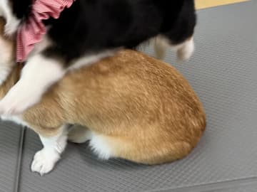 「お姉ちゃんを食べないでー！」　コーギー姉妹の1枚に吹き出す人続出