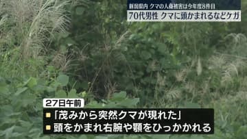 新潟県内、クマの人身被害は今年度8件目　70代男性が頭かまれるなどケガ