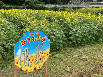 【岐阜】ここはまだ夏!? 遅咲きひまわりが見られる上に3本もらえる！