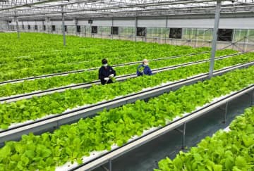 中国安徽省合肥の企業、植物工場で高い成果