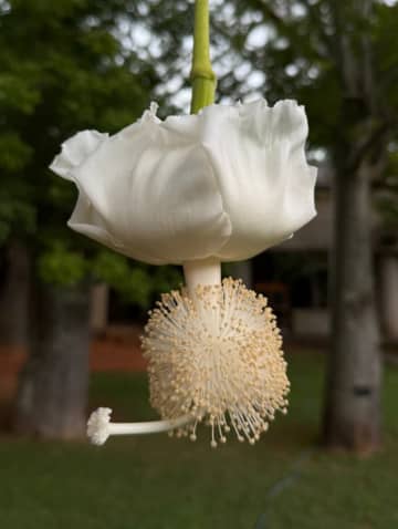 国内での開花は貴重！沖縄・海洋博公園で珍しい『アフリカバオバブ』が開花！ネットでは「初めて見ました！」「バオバブって花が咲くの知らなかったー」と驚きの声続出