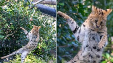 あまりの落ち込みっぷりが話題に！多摩動物公園のサーバル、お肉を取り損ねしょんぼり顔を披露！「非常に残念そうな顔」「悲しそうだけど、可愛いなあ」との声も
