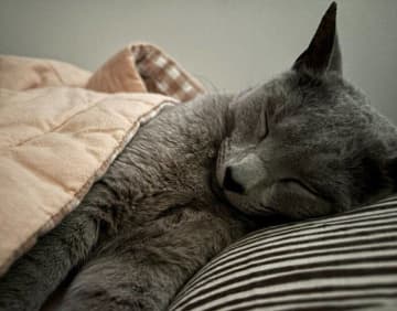 飼い主の隣で心地よさそうに眠るロシアンブルー　可愛らしい寝姿に「幸せな目覚めですね」「羨ましい限りです」の声