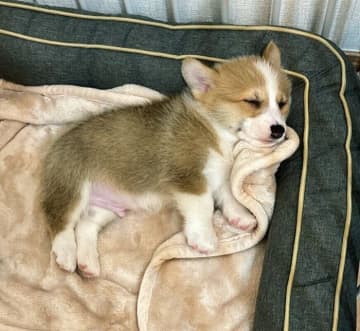 生後2カ月のコーギー子犬を迎えて“天使が家に来た”と思った日から1年後、立派に成長した姿にほっこり！