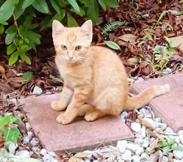 自宅の敷地内に住みついた野良の子猫、冬が来る前に家族の一員に→3年後の「のびのびと暮らす様子」にほっこり