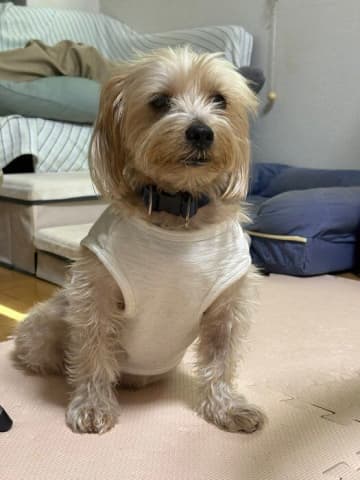 「事情がある犬を一頭でも」と迎えた生後5カ月の元保護子犬→12年後、「頑固だけど甘えん坊」に成長！