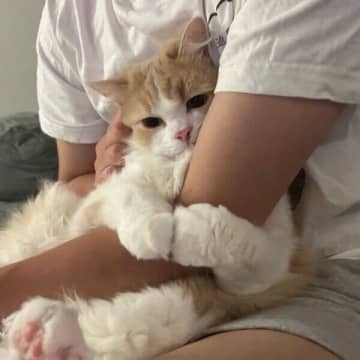 大好きなパパを独占したい猫　抱っこされて「ギュッ」と甘える姿が尊くてキュン！