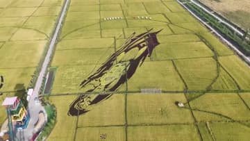 田んぼアート見頃、農業と観光の融合が加速　中国新疆ウイグル自治区