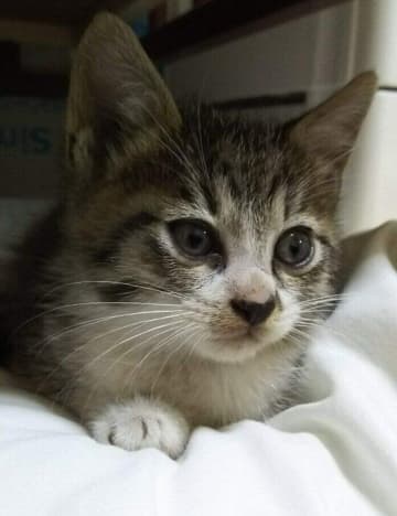 保護当初は女のコと間違えられていた生後1カ月の保護子猫→6年後、大きく成長して「立派なおじさん猫」になった姿にほっこり！