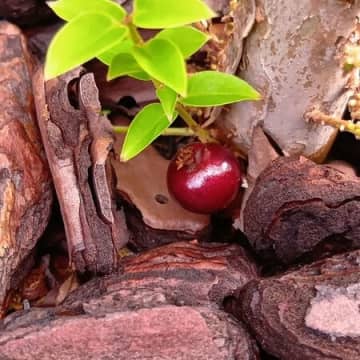 【非常に珍しい果実】見てびっくり！幹から実るジャボチカバと種の再活用！花言葉も紹介