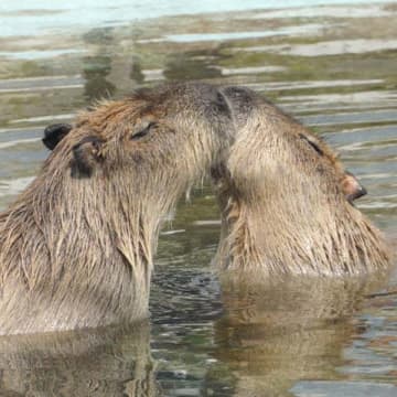 テレビからキスシーンが消える？ 映画「ラストタンゴ・イン・パリ」から半世紀…“濡れ場”はNGの時代へ