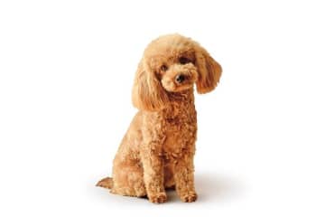 犬のホルモンの病気について解説　糖尿病や副腎皮質機能低下症の基礎知識
