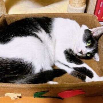 猫が亡くなる前に見せる予兆とは？ 飼い主はどうすればいい？ 獣医師に聞いた