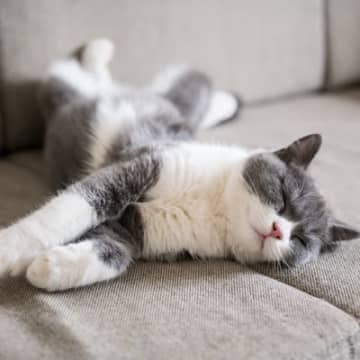 猫が『いびき』をかくのは普通？考えられる5つの原因　病気が隠れているサインかも