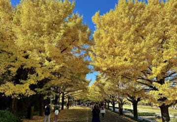 もうすぐ見頃！秋本番を迎える前に知っておきたい！東京の紅葉おすすめ3選を先取り紹介