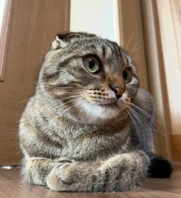 「お分かりいただけただろうか」キャットタワーでくつろぐ猫が”別の生き物”にしか見えない写真に大反響「新種の軟体動物」「ネコッシー」