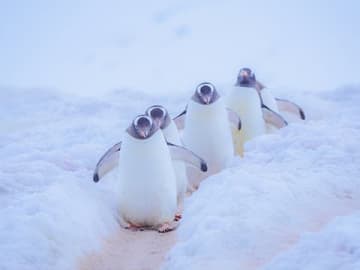 むらいさち写真展：ペンギンに恋した日