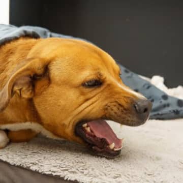 中高齢の犬が『咳をする』主な理由4つ　見逃せない危険なサインから受診のタイミングまで