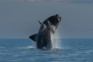 カップル「まさか……」海を楽しんでいたら、水中から“巨大生物”→息をのむ光景をカメラが捉える