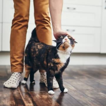 『猫のことがニガテな人』ほど猫に愛されるのはなぜ！？3つの理由と、マネしたい“猫モテ”テク