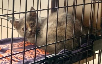 お迎え直後は「緊張した様子だった」生後3か月の子猫→約1年後、のびのびと飼い主に甘える姿にほっこり！
