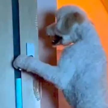 大型犬に追いかけ回されるので『別の部屋に逃げた』結果→ドアの前で…まさかすぎる行動が10万再生「中におっさん入ってる？」「開け方ｗｗ」