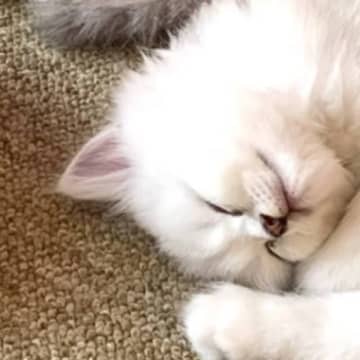 同じ格好でお昼寝をしていた3匹の子猫→『まさかの生き物そっくりな光景』に３万いいね「可愛くて食べれない」「ヤバいかわいい」と話題に