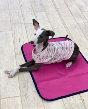 大きな洋服を着てちょこんと座る生後5カ月のイタグレ子犬が、3年後にはジャストフィットに成長！甘えん坊で家族の癒しの存在に