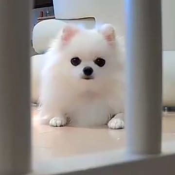 部屋に設置した『見守りカメラ』を見つめる犬→『遠隔で動かしてみた』結果…思った以上のリアクションが225万表示「ずっと見てて可愛すぎｗ」