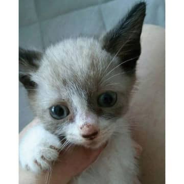 第一印象は「宇宙人」!? 　生後3カ月の子猫が8年後→“こんがり”成長した姿が愛らしい