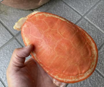 アルビノなのに真っ白じゃない！？色素の特性で赤色だけが残ったアルビノガメが話題沸騰！投稿者も「これより赤いカメおらんやろ」と断言する圧巻の姿とは