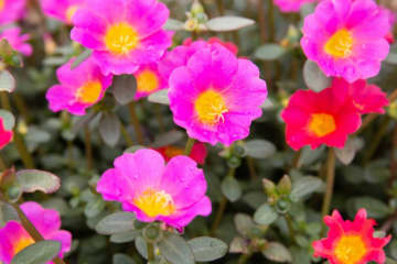9月29日の花とは？【366日の誕生花と幸せの花言葉】