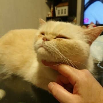 【獣医師が解説】スキンシップ不足の猫が見せる兆候はある？