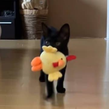 ぬいぐるみを投げると持ってきてくれる子猫→見失ってしまった結果…可愛すぎる『表情』が58万再生「前世絶対いぬやんｗ」「ニヤニヤしちゃった」