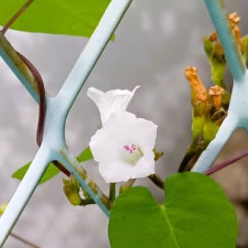 【道端の本当は怖い雑草！】朝に可愛い顔したマメアサガオ撮影～！豆朝顔も「朝顔」も実は毒があるの？！