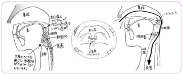 「のどちんこ」に感謝！　安武郁子 食育実践ジャーナリスト　連載「口福の源」