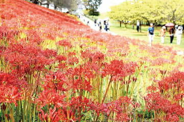 土手一面、赤く染める300万本　埼玉・幸手の権現堂公園、ヒガンバナの開花進む　例年に比べ開花に遅れ…咲き具合にばらつき　10月5日まで曼珠沙華まつりを開催　入園、駐車場は無料