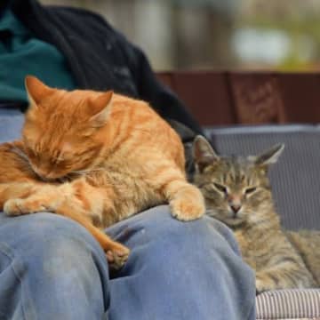 猫が飼い主の『ひざの上で毛づくろい』する理由3選　ただの習慣？それとも特別なサイン？