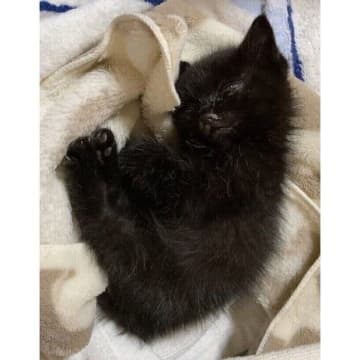 今にも命が尽きてしまいそうな状態で保護された生後推定3週齢の子猫→1才の今、ツンデレだけど優しいコに成長！