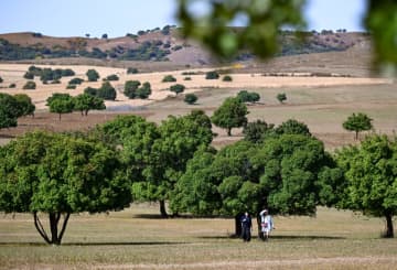 イタヤカエデ風景区が秋の装い　中国内モンゴル自治区