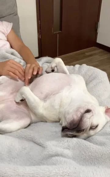 マッサージが気持ちよすぎて爆睡⁉　犬の行動の心理を獣医師が解説