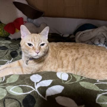 猫は家族をどう認識している？順位付けはするの？獣医師に聞いた