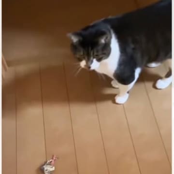 実家から帰った後、母から送られてきた『猫の様子』を見たら…涙せずにはいられない『切ない光景』が19万再生「泣ける」「今すぐ抱きしめたい」