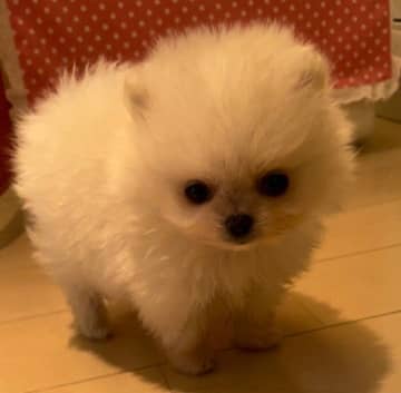 パヤパヤした毛で“小さな毛玉”のようだったポメラニアン子犬→2才を目前に“ふわっふわの美犬”に！